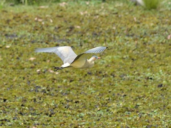 <h3><a href="/trips/salesopolis-2014/biota/animalia/chordata/aves/015 pelecaniformes/002 ardeidae/syrigma sibilatrix/syrigma sibilatrix-nl.html">Syrigma&nbsp;sibilatrix</a> / Whistling&nbsp;heron / Fluitreiger</h3>NIKON D7100 met AF-S Nikkor 300mm f/2.8G IF-ED VR II, 1/2000 sec  bij F5.0, ISO 400, afstand 44.6&nbsp;m
